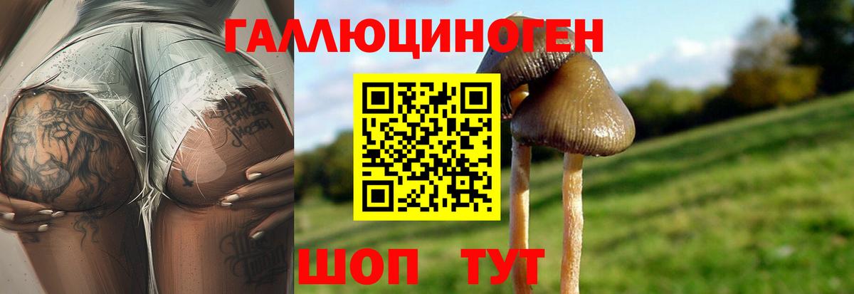 Апатиты  Псилоцибиновые грибы Cubensis  купить  сайты  Вход с VPN  Псилоцибиновые грибы прущие грибы 